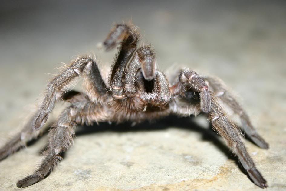 TARANTULA5X7.jpg